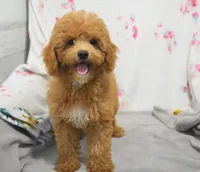 Betsy , a female Maltipoo for sale in Nappanee, IN – 8 of 10
