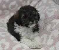 Mikey , a male Poodle - Toy  for sale in Nappanee, IN – 3 of 4
