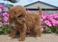 Lily , a female Irish Doodle for sale in Nappanee, IN – 6 of 6