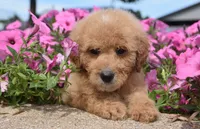 Lacey , a male Irish Doodle for sale in Nappanee, IN – 5 of 5