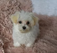 Tinker T-cup, a female Maltipoo for sale in Nappanee, IN – Photo 4 of 10