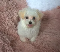 Tinker T-cup, a female Maltipoo for sale in Nappanee, IN – Photo 5 of 10