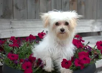 Tinker T-cup, a female Maltipoo for sale in Nappanee, IN – Photo 9 of 10