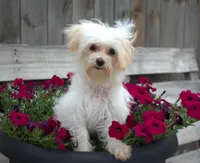 Tinker T-cup, a female Maltipoo for sale in Nappanee, IN – Photo 1 of 10