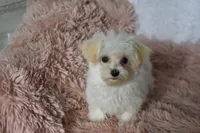 Tinker T-cup, a female Maltipoo for sale in Nappanee, IN – Photo 6 of 10