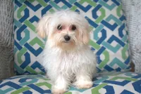 Tinker T-cup, a female Maltipoo for sale in Nappanee, IN – Photo 10 of 10