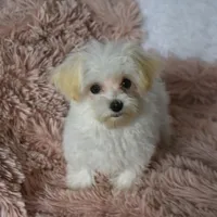 Tinker T-cup, a female Maltipoo for sale in Nappanee, IN – Photo 7 of 10