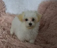 Tinker T-cup, a female Maltipoo for sale in Nappanee, IN – Photo 3 of 10