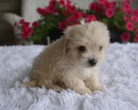 Jasper T-cup , a male Maltipoo for sale in Nappanee, IN – 5 of 10