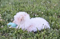 Bambi , a male Maltipoo for sale in Nappanee, IN – 7 of 10