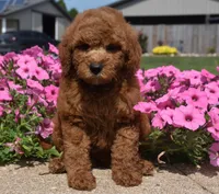 Lawson, a male Irish Doodle for sale in Nappanee, IN – 5 of 7