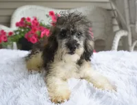 Mikey , a male Poodle - Toy  for sale in Nappanee, IN – 8 of 9