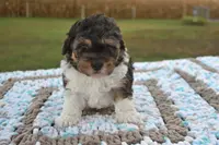 Moe, a male Maltipoo for sale in Nappanee, IN – Photo 4 of 4
