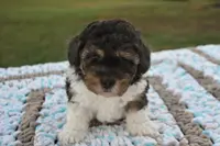 Moe, a male Maltipoo for sale in Nappanee, IN – Photo 2 of 4