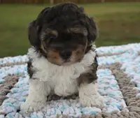 Moe, a male Maltipoo for sale in Nappanee, IN – Photo 3 of 4