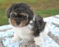 Moe, a male Maltipoo for sale in Nappanee, IN – Photo 1 of 4