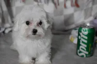 Charlie t-cup, a male Maltipoo for sale in Nappanee, IN – 7 of 9