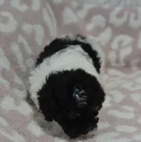 Alexis , a female Maltipoo for sale in Nappanee, IN – 2 of 5
