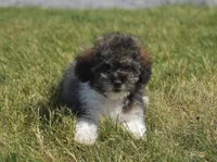 Mikey , a male Poodle - Toy  for sale in Nappanee, IN – 5 of 7