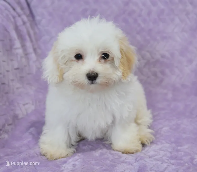 Abby  – Maltipoo puppy for sale in Nappanee, IN