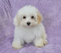 Abby , a female Maltipoo for sale in Nappanee, IN – 2 of 10