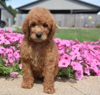 Lola , a female Irish Doodle for sale in Nappanee, IN – 4 of 5