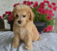 Preston , a male Maltipoo for sale in Nappanee, IN – 2 of 4