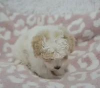Arlo , a male Maltipoo for sale in Nappanee, IN – 3 of 5