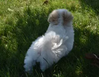 Sycamore, a male Maltipoo for sale in Nappanee, IN – 3 of 9