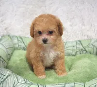 Poppy , a female Maltipoo for sale in Nappanee, IN – Photo 3 of 3