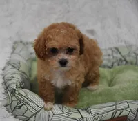 Poppy , a female Maltipoo for sale in Nappanee, IN – Photo 1 of 3