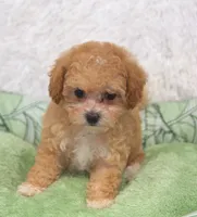 Poppy , a female Maltipoo for sale in Nappanee, IN – Photo 2 of 3