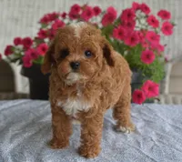 Paisley, a female Maltipoo for sale in Nappanee, IN – 8 of 10