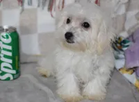 Joy T-cup, a female Maltipoo for sale in Nappanee, IN – 9 of 10