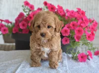 Boone , a female Maltipoo for sale in Nappanee, IN – 6 of 6