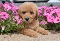 Lacey , a male Irish Doodle for sale in Nappanee, IN – 2 of 5