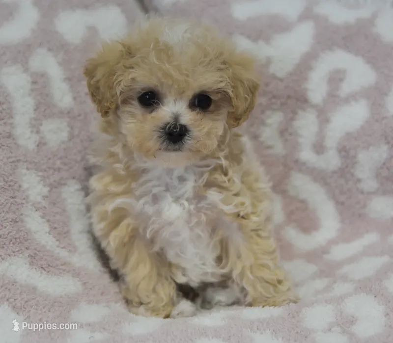 Anne  – Maltipoo puppy for sale in Nappanee, IN