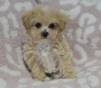 Anne , a female Maltipoo for sale in Nappanee, IN – 1 of 6