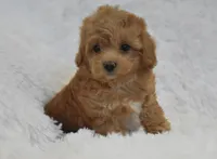 Becky Jo, a female Maltipoo for sale in Nappanee, IN – Photo 1 of 8