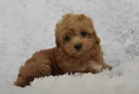 Becky Jo, a female Maltipoo for sale in Nappanee, IN – Photo 6 of 8
