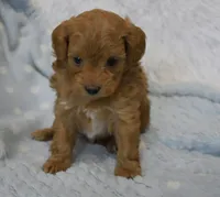 Becky Jo, a female Maltipoo for sale in Nappanee, IN – Photo 4 of 8