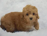 Becky Jo, a female Maltipoo for sale in Nappanee, IN – Photo 7 of 8