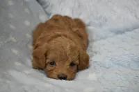 Becky Jo, a female Maltipoo for sale in Nappanee, IN – Photo 5 of 8