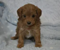 Becky Jo, a female Maltipoo for sale in Nappanee, IN – Photo 2 of 8