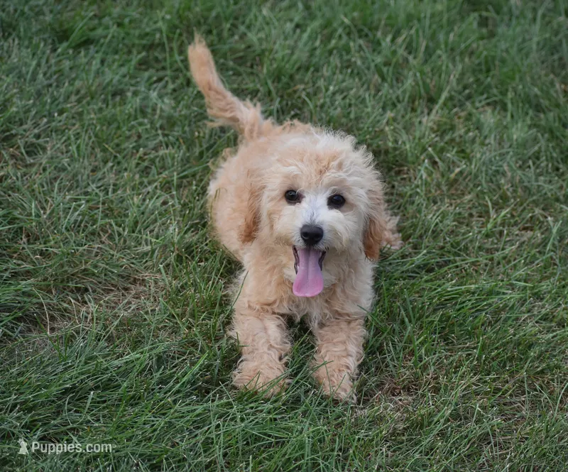 Preston  – Maltipoo puppy for sale in Nappanee, IN