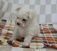 Cooper , a male Maltipoo for sale in Nappanee, IN – 2 of 5