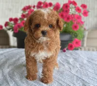 Paisley, a female Maltipoo for sale in Nappanee, IN – 6 of 10