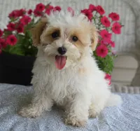 Sycamore, a male Maltipoo for sale in Nappanee, IN – 6 of 9