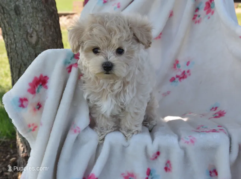 Ash  – Maltipoo puppy for sale in Nappanee, IN