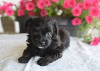 Jet T-cup, a male Maltipoo for sale in Nappanee, IN – 3 of 5